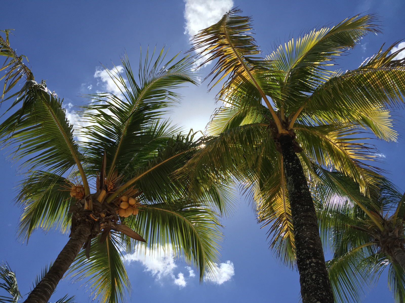 mauritius
