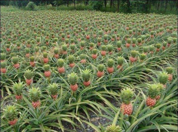 jak-ro-nie-ananas-i-14-innych-ciekawych-ro-lin