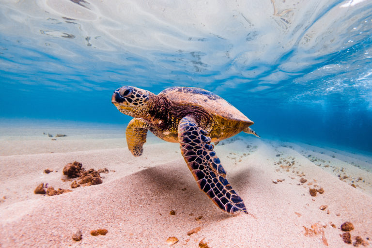 jak używać mniej plastiku, smieci w oceanach