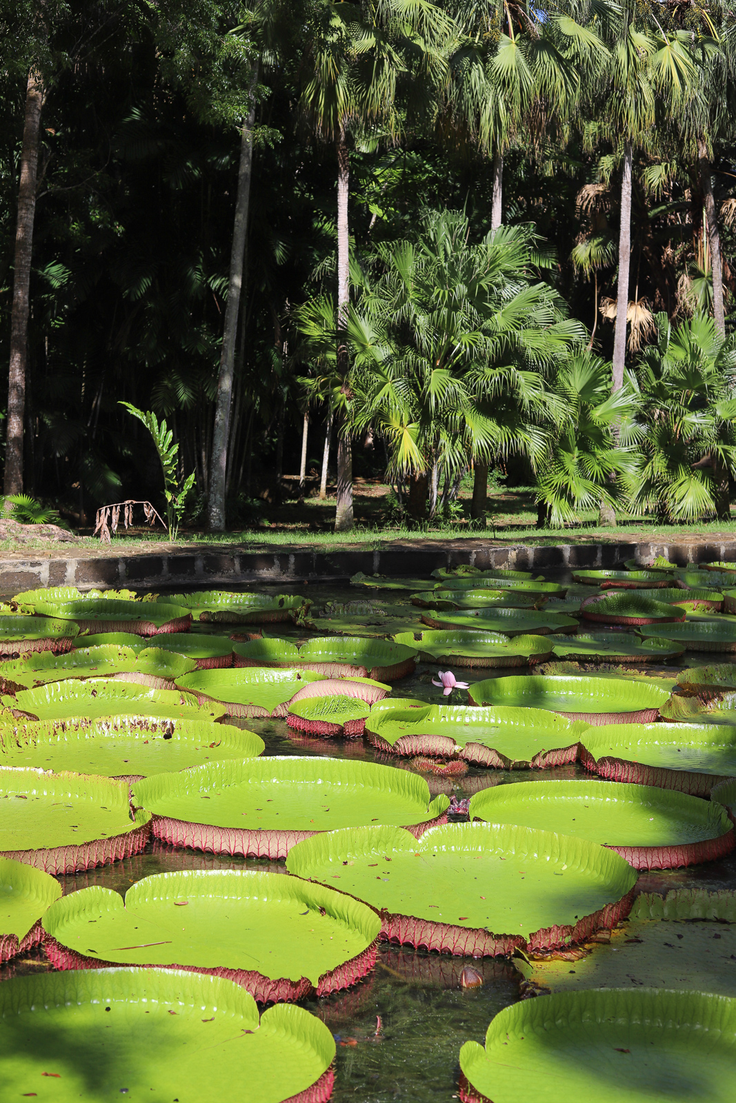 mauritius