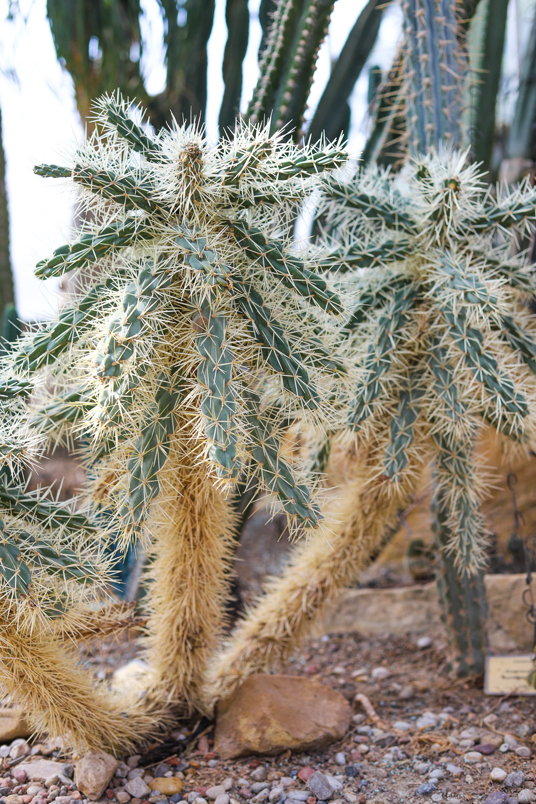 ogrod botaniczny pan powsin