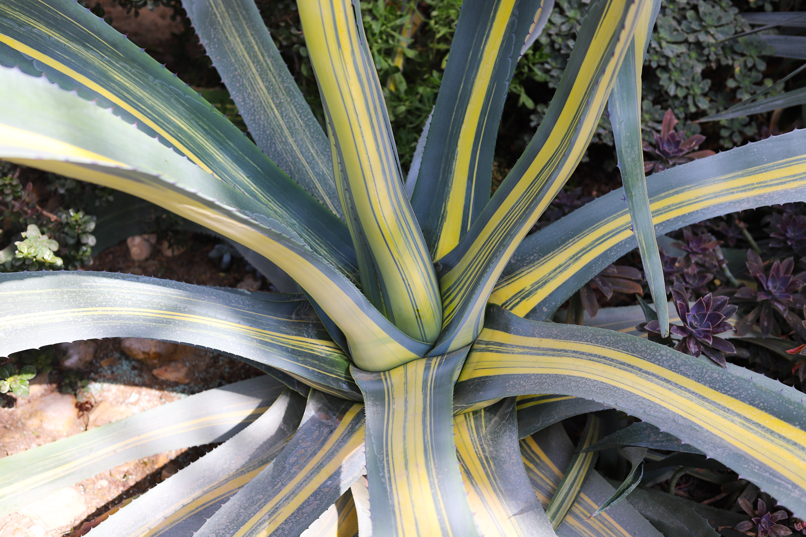 ogrod botaniczny pan powsin
