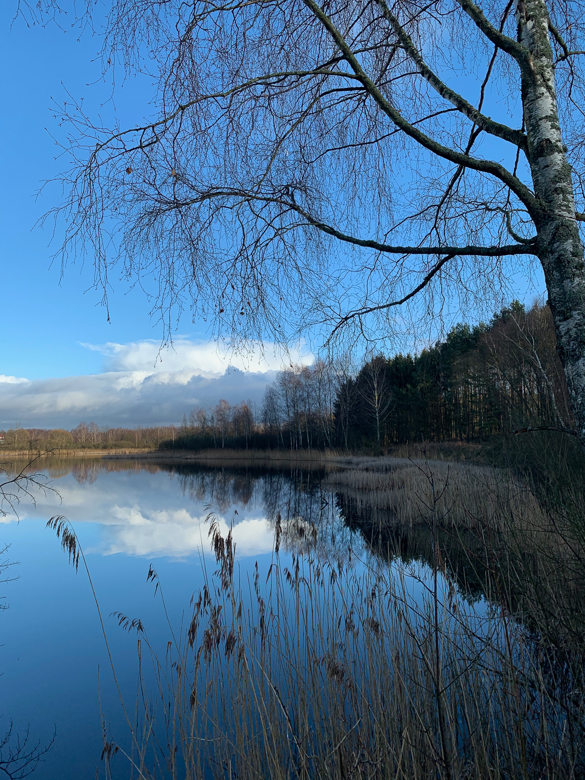 sauerwald warmia