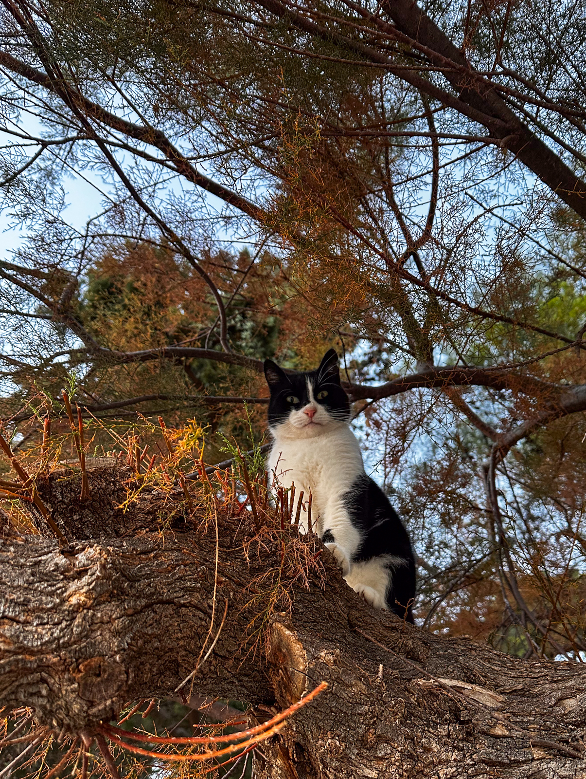 split co zobaczyc gdzie jesc